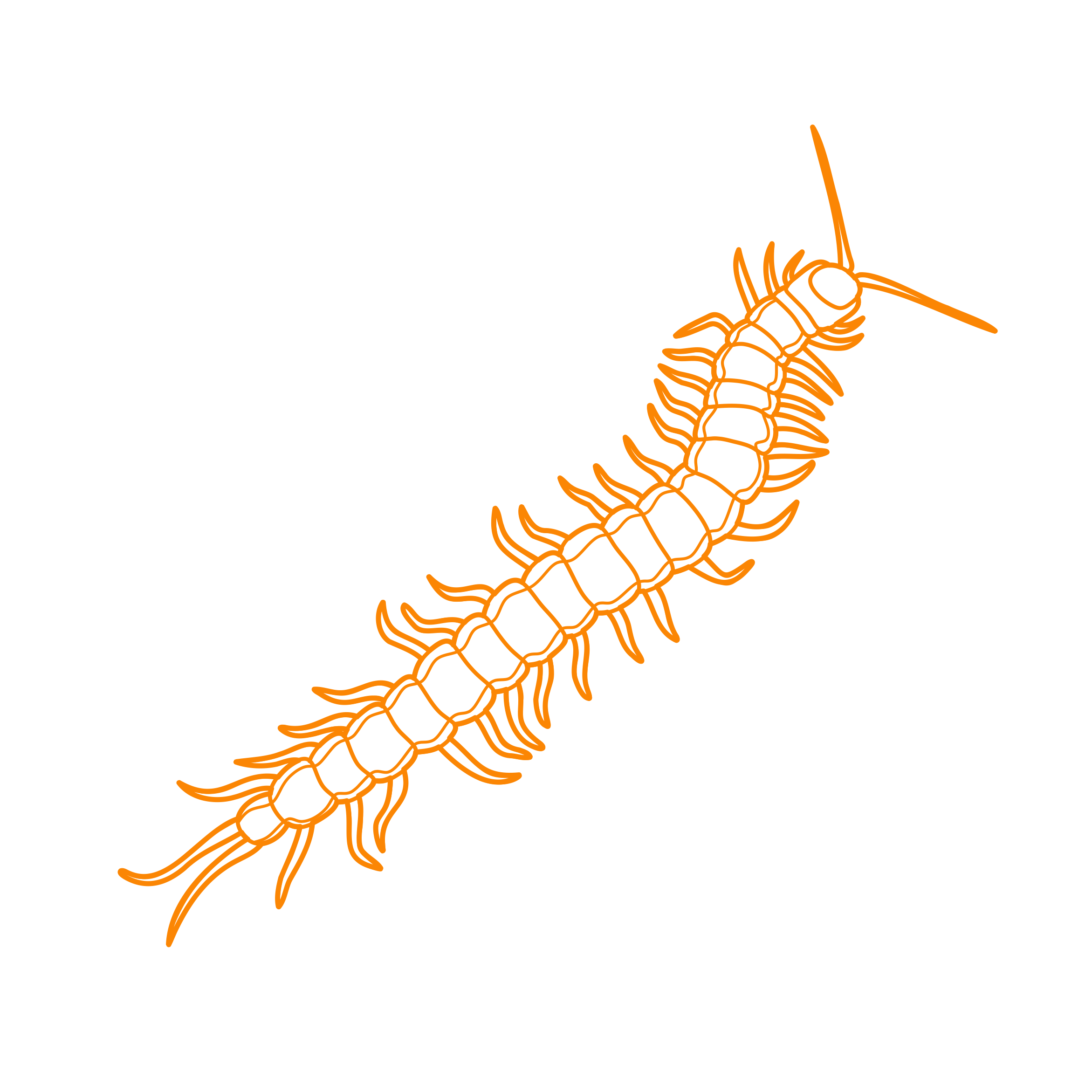 Animals Myriapods Vietnamese Centipede Sketch Drawing Svg Free Vectors